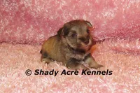 Esther, a female Miniature Schnauzer for sale in Macon, GA – 9 of 9