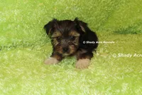 AKC Buckaroo, a male Yorkshire Terrier for sale in Macon, GA – 8 of 8