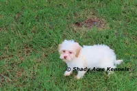 Rolanda, a female Havamalt for sale in Macon, GA – 4 of 9