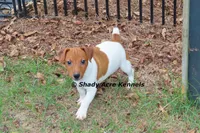 Smooth Shorty Chetan, a male Jack Russell Terrier for sale in Macon, GA – 3 of 10