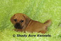 Benji, a male Puggle for sale in Macon, GA – 5 of 7