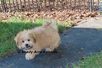 Gironimo--Parent pics too, a male Mal Shi for sale in Macon, GA – 7 of 10