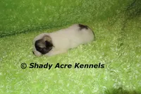 McCavity, a male Shichon for sale in Macon, GA – 8 of 8
