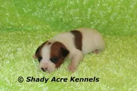 Smooth Shorty Chester, a male Jack Russell Terrier for sale in Macon, GA – 6 of 6
