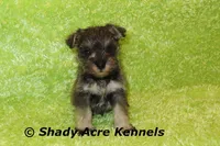 Esdras--smaller than average, a male Miniature Schnauzer for sale in Macon, GA – 3 of 10