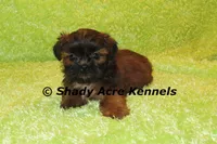 Kin, a male Shih Tzu for sale in Macon, GA – 5 of 9