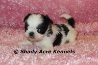 Pimela, a female Shih Tzu for sale in Macon, GA – 5 of 8