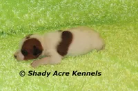 Smooth Shorty Chester, a male Jack Russell Terrier for sale in Macon, GA – 4 of 6