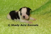 Indy--Splash with a Haggerty Spot, a male Boston Terrier for sale in Macon, GA – 6 of 7