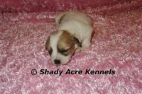 Magnolia, a female Shichon for sale in Macon, GA – 4 of 7