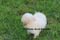 Rolanda, a female Havamalt for sale in Macon, GA – 8 of 9