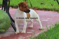 Smooth Shorty Cheff, a male Jack Russell Terrier for sale in Macon, GA – 7 of 8