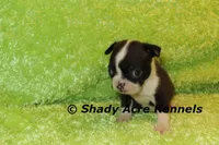 Mack--ready to go 11-2, a male Boston Terrier for sale in Macon, GA – 4 of 6