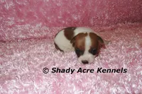 Smooth Shorty Cheela, a female Jack Russell Terrier for sale in Macon, GA – 3 of 5