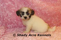 Mae, a female Shichon for sale in Macon, GA – 4 of 10