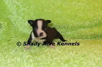 Mabo--ready to go 11-2, a male Boston Terrier for sale in Macon, GA – 7 of 7