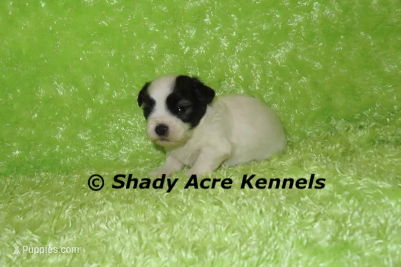 Gineral – Mal Shi puppy for sale in Macon, GA