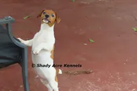 Smooth Shorty Chetan, a male Jack Russell Terrier for sale in Macon, GA – 4 of 10