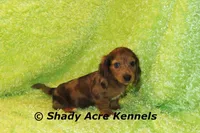Long Coat Dapple Yamaha, a male Miniature Dachshund for sale in Macon, GA – 4 of 10