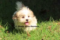 Girrett--Parent pics too, a male Mal Shi for sale in Macon, GA – 4 of 10