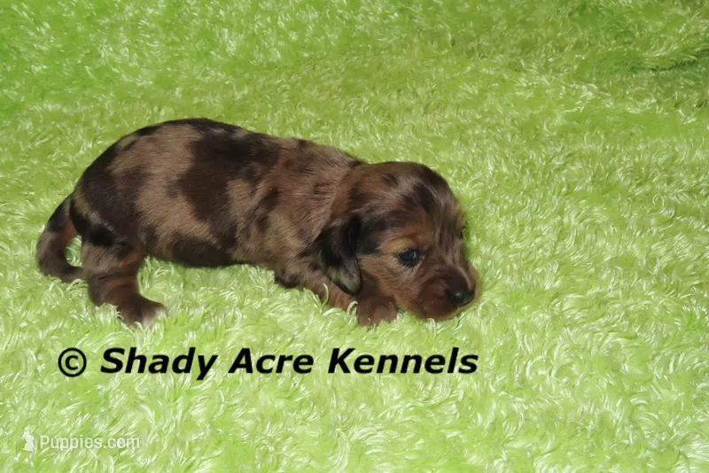Yamaha – Miniature Dachshund puppy for sale in Macon, GA