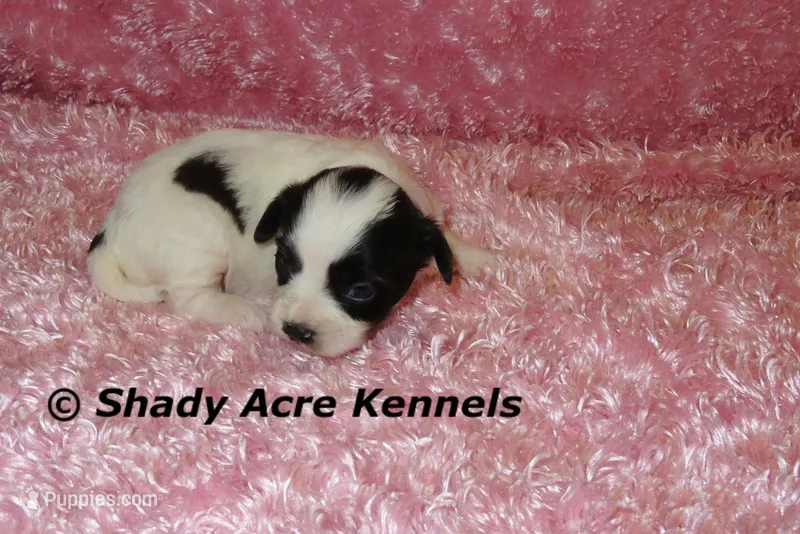 Madam – Shichon puppy for sale in Macon, GA