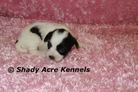 Madam, a female Shichon for sale in Macon, GA – 3 of 7