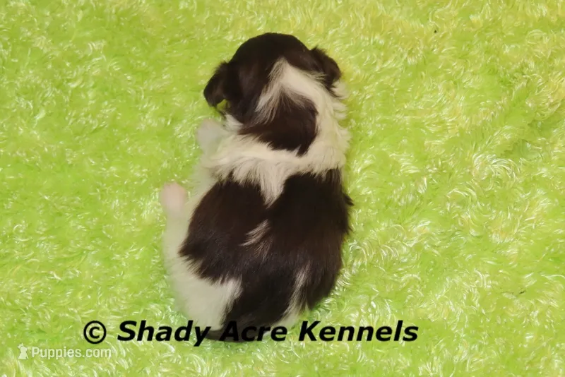 RobinHood – Havamalt puppy for sale in Macon, GA