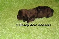 Yamaha, a male Miniature Dachshund for sale in Macon, GA – 4 of 4