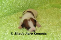 Smooth Shorty Chester, a male Jack Russell Terrier for sale in Macon, GA – 3 of 6