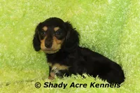 Long Coat Lochlan--AKC registerable, a male Miniature Dachshund for sale in Macon, GA – 8 of 10