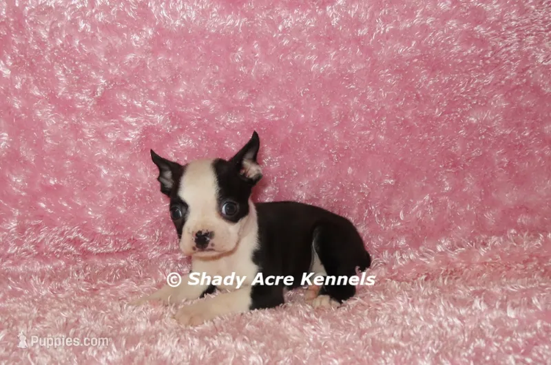 Madeline--Parent pics too – Boston Terrier puppy for sale in Macon, GA