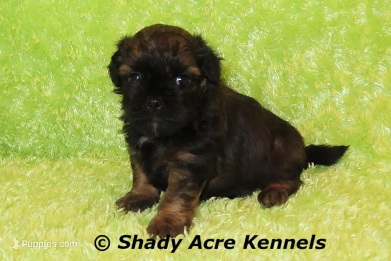 Redford-Ready 4-3 – Shihpoo puppy for sale in Macon, GA