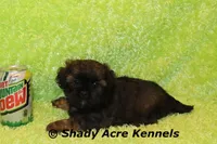 Redford, a male Shihpoo for sale in Macon, GA – Photo 8 of 10