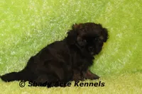 Redford, a male Shihpoo for sale in Macon, GA – Photo 6 of 10