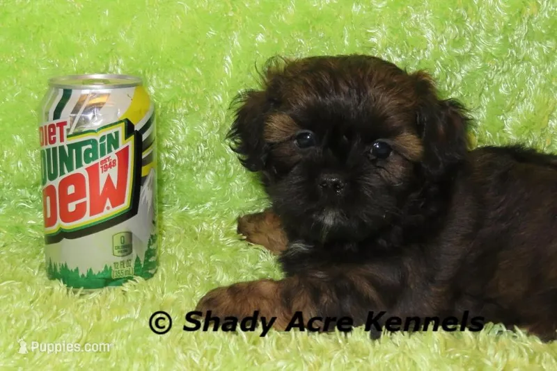 Redford – Shihpoo puppy for sale in Macon, GA