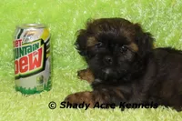 Redford, a male Shihpoo for sale in Macon, GA – Photo 1 of 10