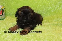 Redford, a male Shihpoo for sale in Macon, GA – Photo 9 of 10