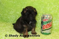 Redford-Ready 4-3, a male Shihpoo for sale in Macon, GA – Photo 9 of 9