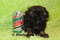 Redford, a male Shihpoo for sale in Macon, GA – Photo 3 of 10