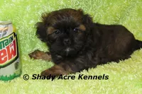 Redford, a male Shihpoo for sale in Macon, GA – Photo 7 of 10