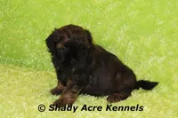 Redford-Ready 4-3, a male Shihpoo for sale in Macon, GA – Photo 5 of 9