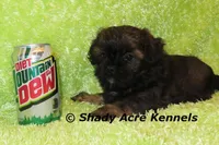 Redford, a male Shihpoo for sale in Macon, GA – Photo 10 of 10