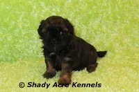 Redford-Ready 4-3, a male Shihpoo for sale in Macon, GA – Photo 4 of 9