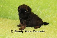 Redford-Ready 4-3, a male Shihpoo for sale in Macon, GA – Photo 2 of 9