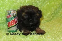 Redford, a male Shihpoo for sale in Macon, GA – Photo 4 of 10