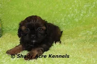 Redford, a male Shihpoo for sale in Macon, GA – Photo 5 of 10