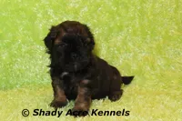 Redford-Ready 4-3, a male Shihpoo for sale in Macon, GA – Photo 6 of 9