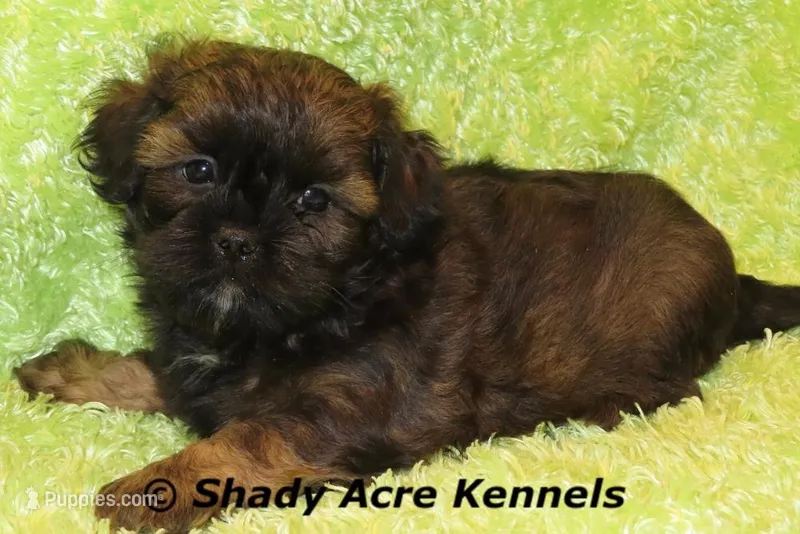 Redford-Ready 4-3 – Shihpoo puppy for sale in Macon, GA