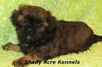 Redford, a male Shihpoo for sale in Macon, GA – Photo 2 of 10